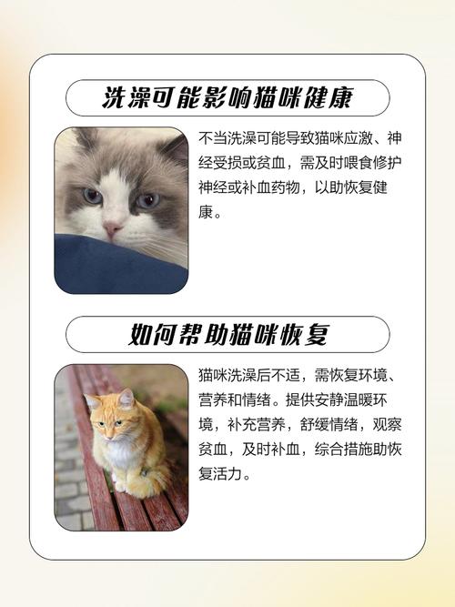 猫咪洗完澡后一直睡觉正常吗?