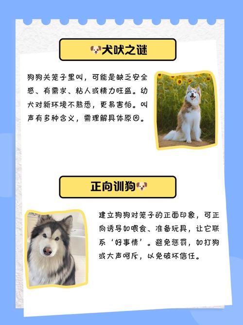 幼犬刚到家一直叫怎么办?新手训犬必看!