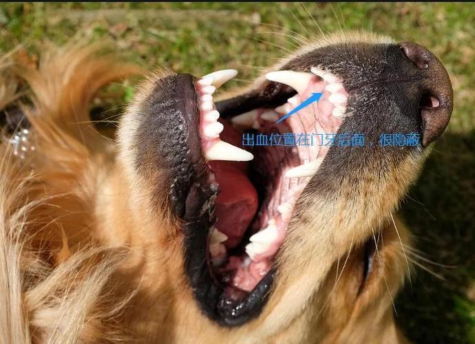 云南白药能用于狗狗治疗内出血吗?