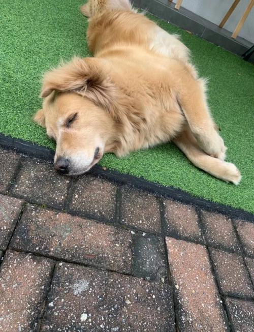 狗狗癫疯怎么紧急处理