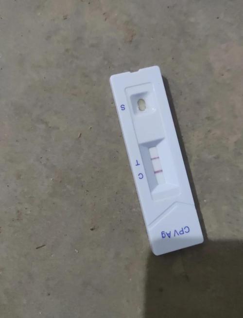 狗狗检查细小病毒