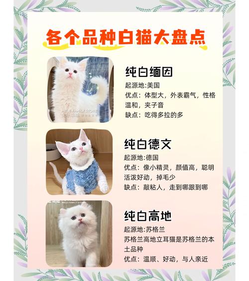 白色的猫咪名字