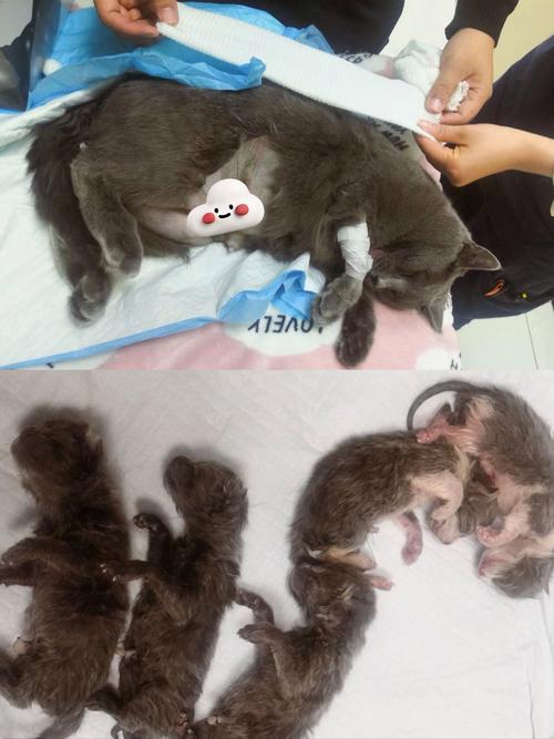 猫怀孕做b超多少钱一次