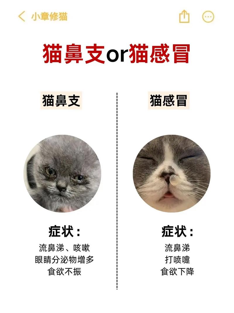猫咪鼻支什么症状