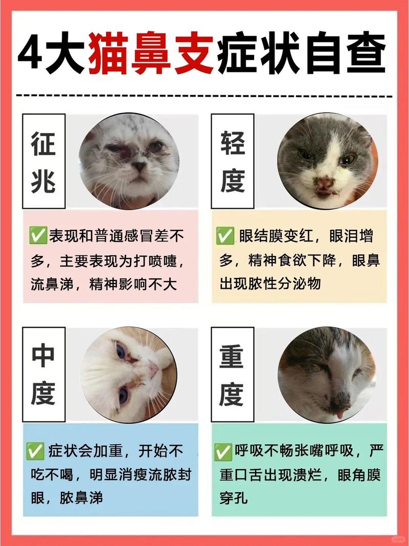 猫鼻支有什么表现症状呢?