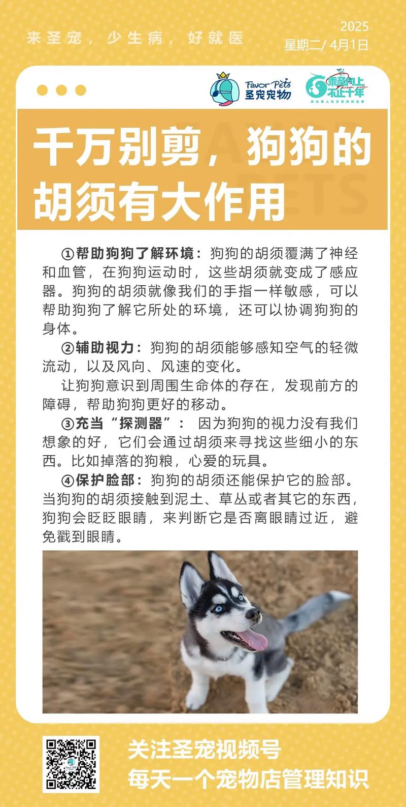 为什么不能剪掉狗狗的胡子?