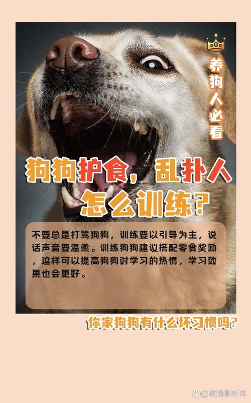狗狗护食,乱扑人,怎么训练?
