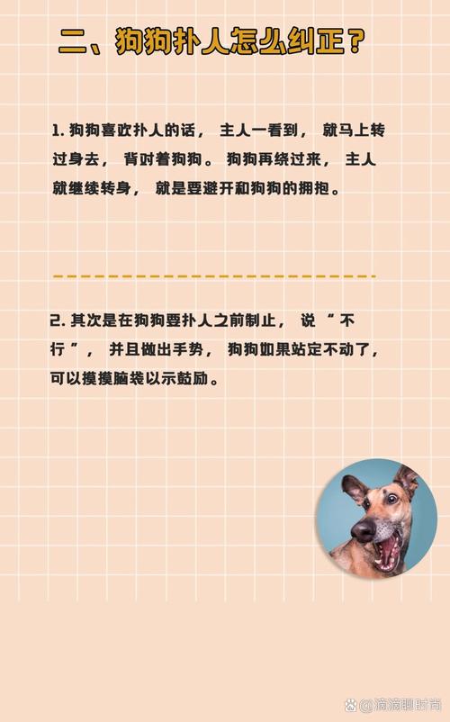 狗狗爱扑人?纠正的5大方法!