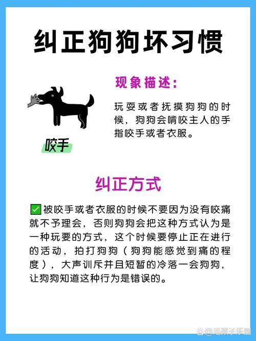 主人回家时狗狗太兴奋扑人怎么训练