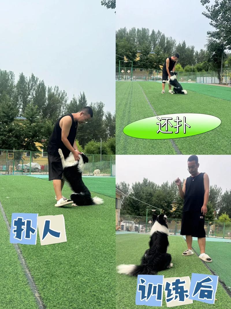 如何训练狗狗不扑人?正确纠正狗狗扑人的毛病!