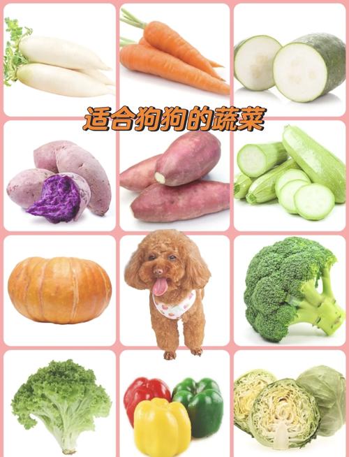 狗狗能吃什么水果蔬菜