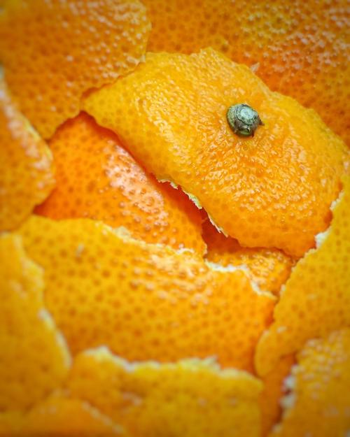 放什么东西猫就不敢靠近