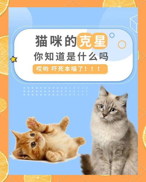 猫最怕的七种东西
