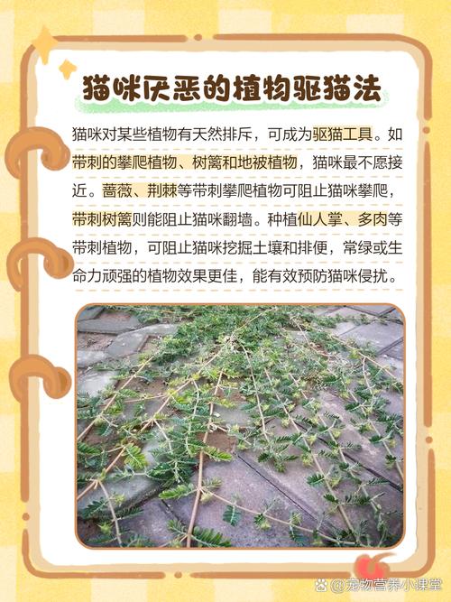 猫讨厌什么气味赶走猫