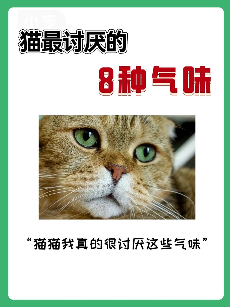哪种气味对猫咪的伤害最大?