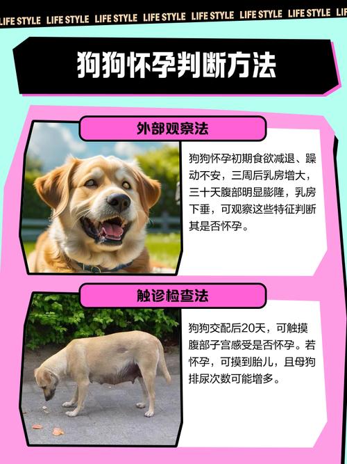 狗狗怀孕分几个阶段