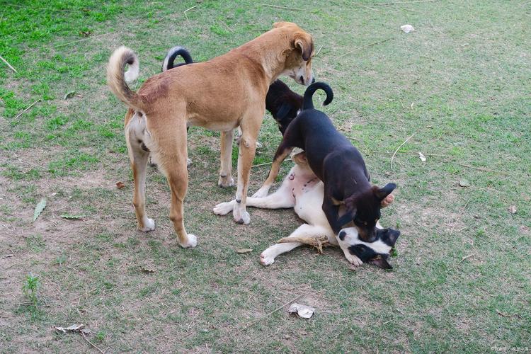 狗狗怀孕几个月