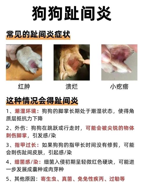 狗狗得了趾间炎多久好起来