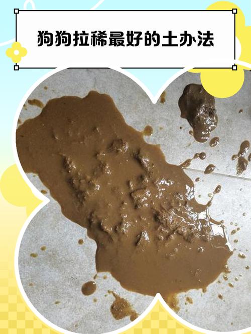 狗狗昨天拉稀像泥浆一样,应该怎么办?