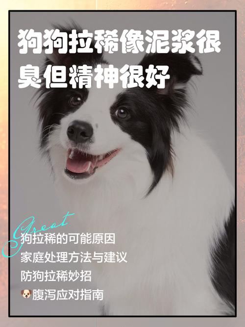 狗狗拉稀像泥浆很臭但精神很好