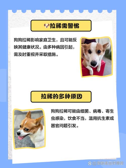 狗狗拉稀像泥浆一样