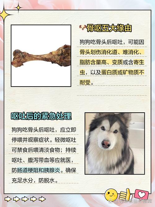 狗狗吃骨头不消化症状