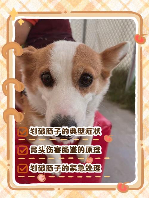 小狗可以喂骨头吗?