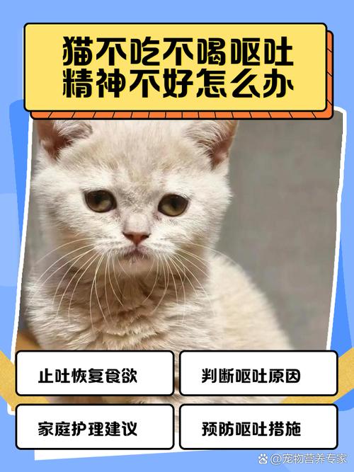 猫咪又拉又吐怎么办