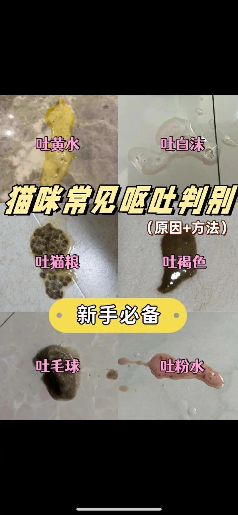 猫咪拉稀又吐了,该怎么办