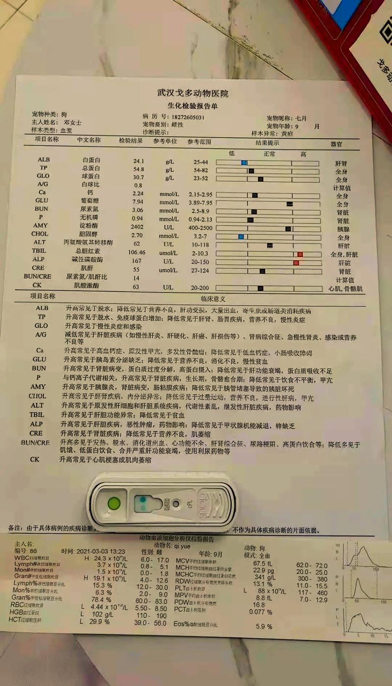 狗得了胰腺炎存活率