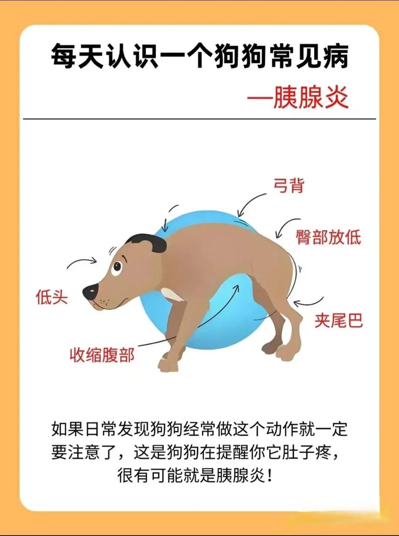 狗得了胰腺炎能活多久