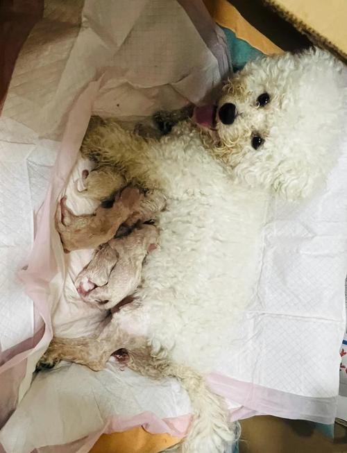 我家比熊58天了现在刨窝又吐还哼唧是否快生产了?