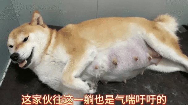 狗狗怀孕58天的症状