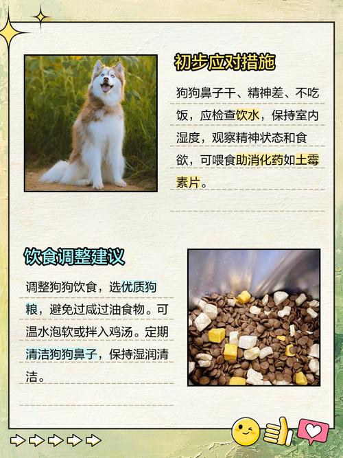 狗鼻子干怎么办