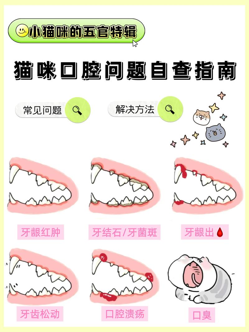 猫咪口臭,该怎么办?