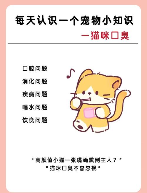 猫咪口臭怎么办,4招教你告别社交尴尬