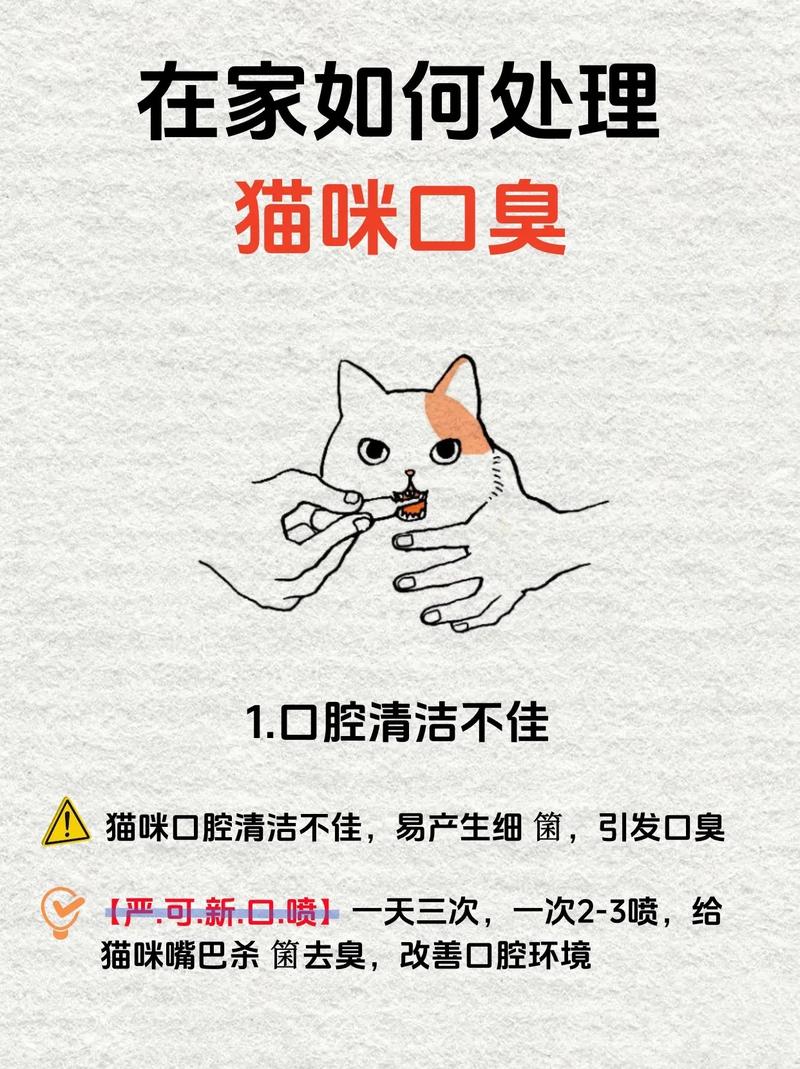 为什么猫咪容易有口臭呢怎么办
