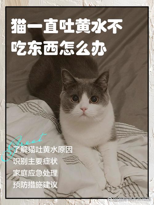 猫咪不吃东西还吐黄水怎么办