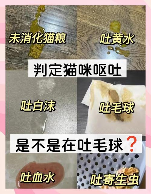 猫咪吐黄水、不吃东西是怎么回事?