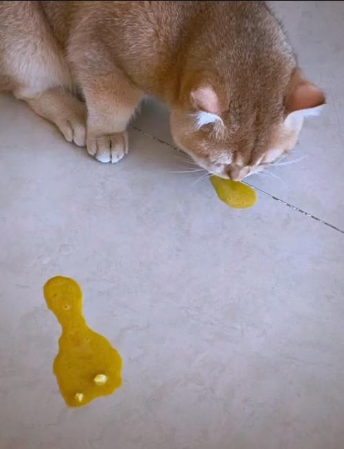 猫吐黄水不吃东西怎么办