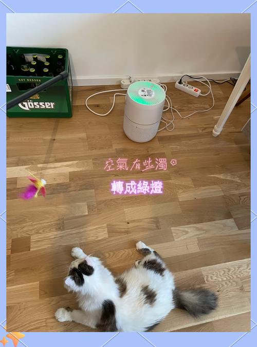 新房装修完多久猫咪可以住