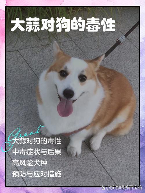 狗吃了大蒜要紧吗?