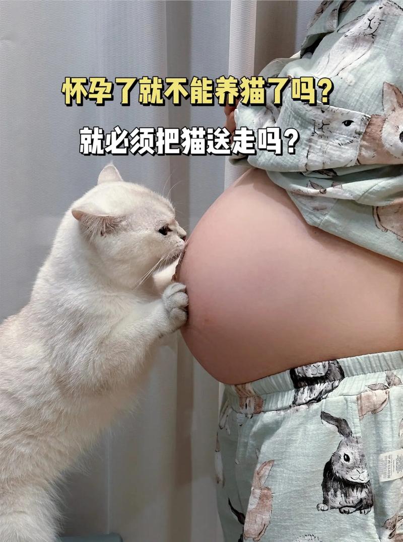 听说怀孕之后不能养猫,真的是这样吗?
