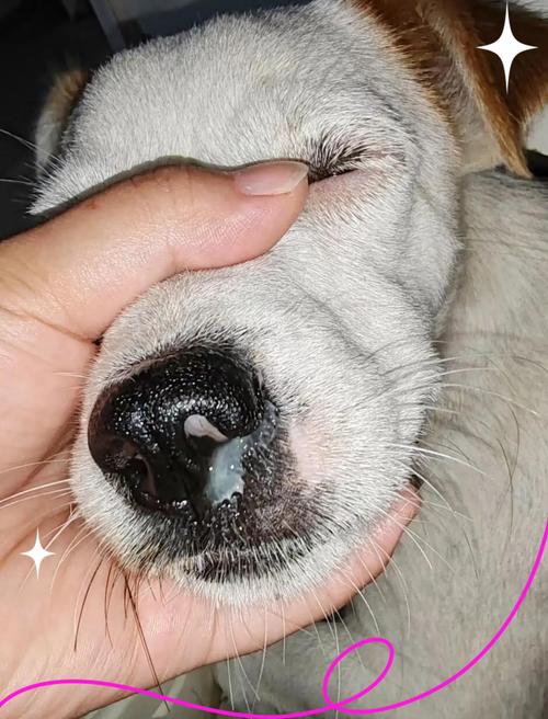 怎么知道狗狗咳嗽