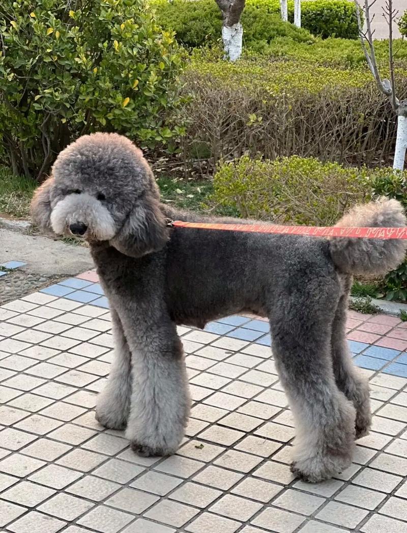 巨型狗狗有哪些?