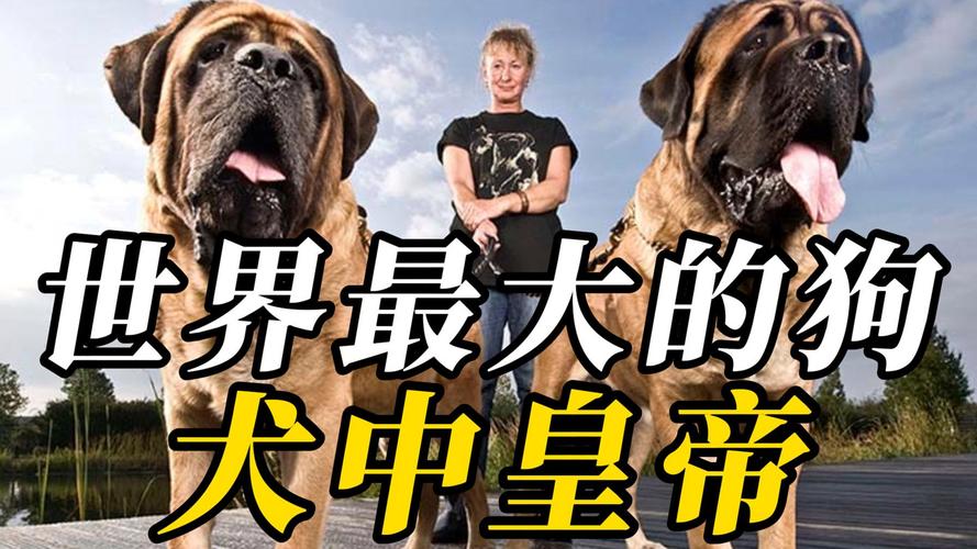 巨型犬都包含什么狗狗,大型犬哪些聪明?