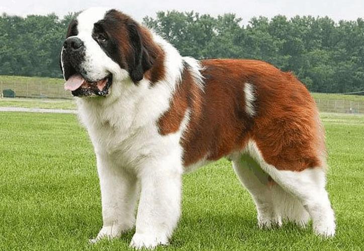 哪些品种的狗狗看起来比较威风?