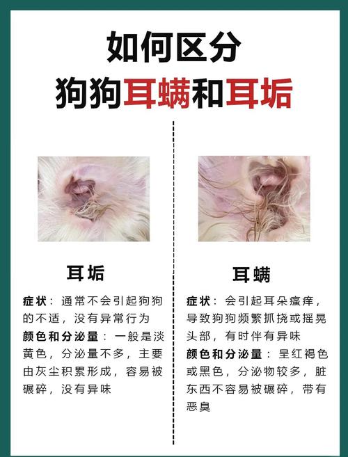 狗狗得了耳螨怎么办