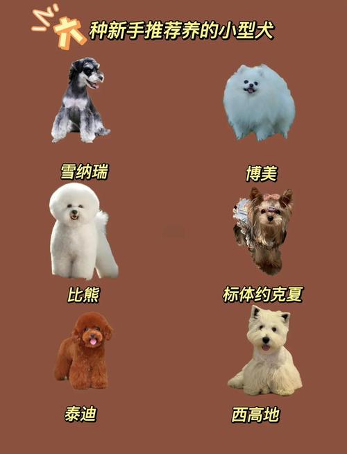 没毛的小型狗狗有哪些?