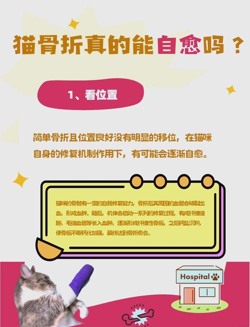 猫骨折后能自愈?
